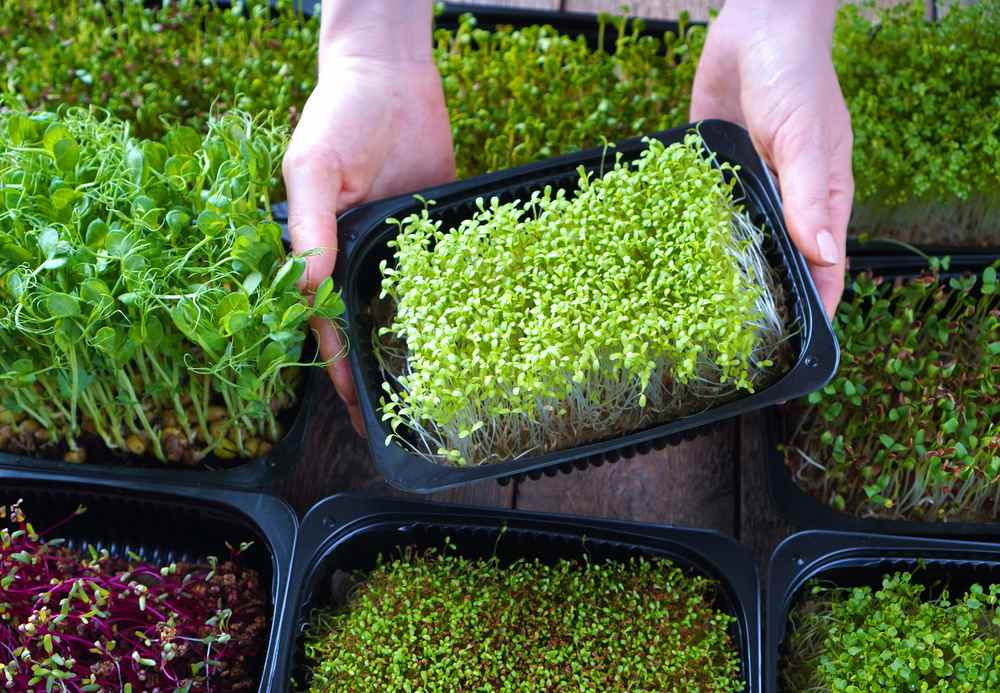 Microgreens: Tiny Greens Packed with Big Nutrients for Your Health